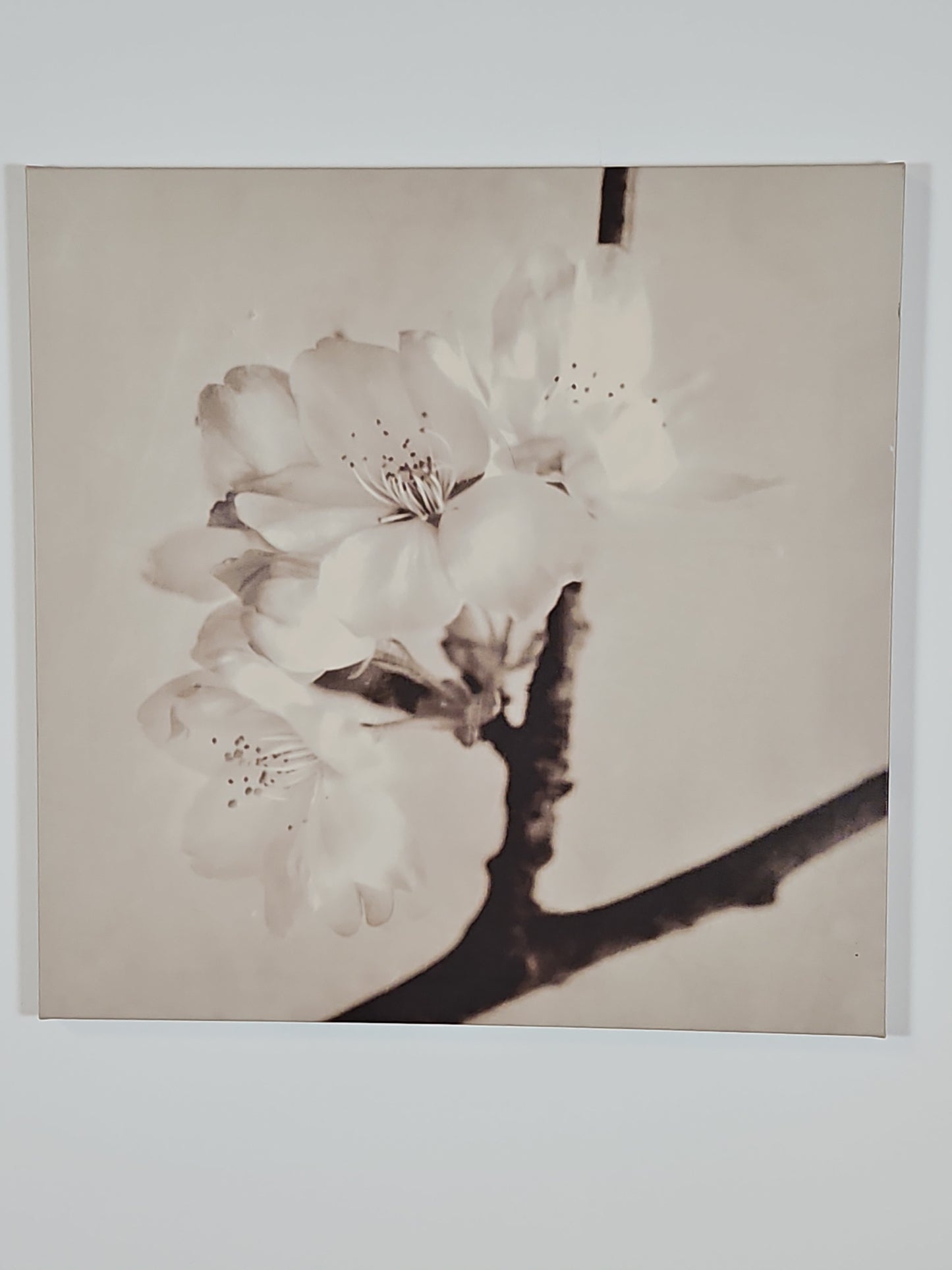 Canvas- Cherry Blossom Prints Set of 3